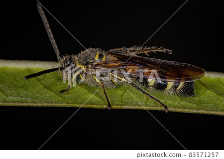Adult Scoliid Wasp Adult Scoliid Wasp 83571257