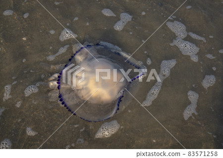 Big Barrel jellyfish near the coast close up Big Barrel jellyfish near the coast close up 83571258