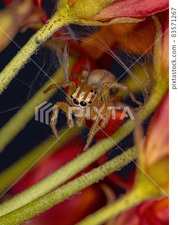Small Jumping Spider Small Jumping Spider 83571267