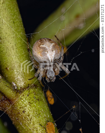 Adult Typical Orbweaver Spider Adult Typical Orbweaver Spider 83571271