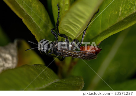 Adult Thread-waisted Wasp Adult Thread-waisted Wasp 83571287