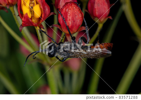Adult Thread-waisted Wasp 83571288