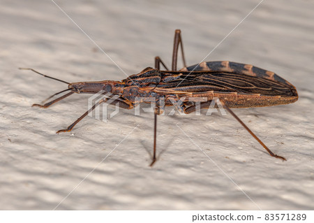 Adult Bloodsucking Conenose Adult Bloodsucking Conenose 83571289