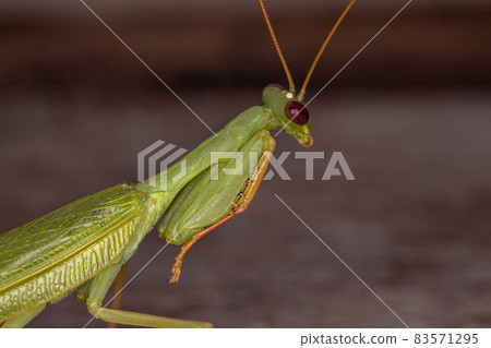 Adult Green Photinaid Mantis 83571295