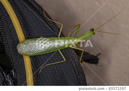 Adult Green Photinaid Mantis Adult Green Photinaid Mantis 83571297
