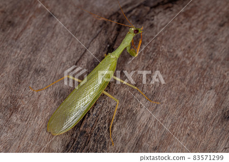 Adult Green Photinaid Mantis Adult Green Photinaid Mantis 83571299