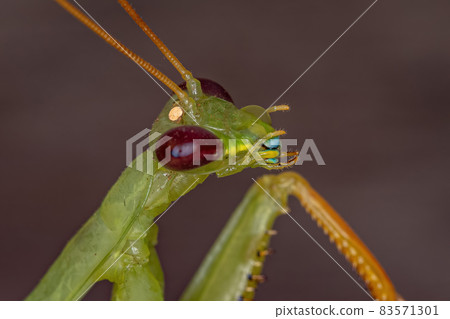 Adult Green Photinaid Mantis 83571301