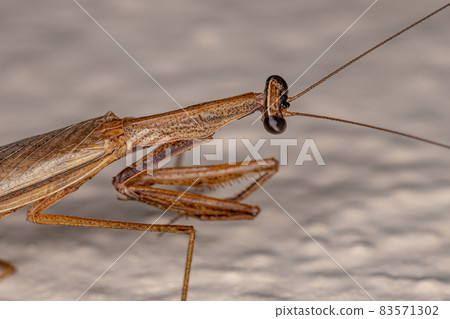 Adult Thespid Mantis 83571302