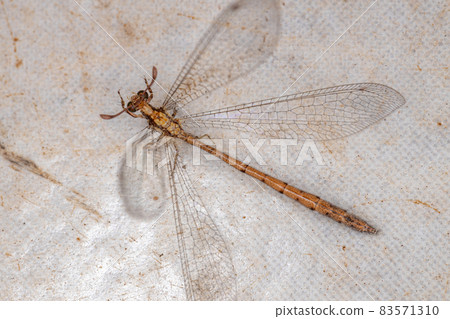 Adult Antlion Insect 83571310