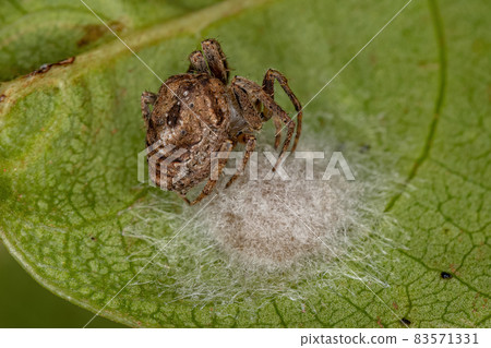 Small Adult Female Orbweaver Spider Small Adult Female Orbweaver Spider 83571331