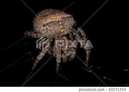 Small Orbweaver Spider Small Orbweaver Spider 83571334