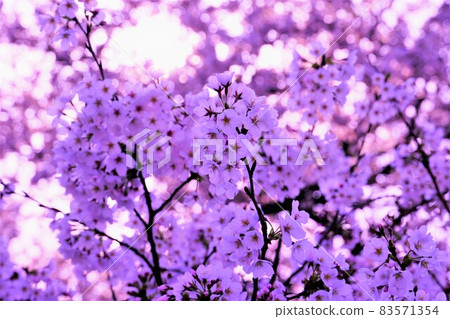 Sakura on a sunny spring day Sakura on a sunny spring day 83571354