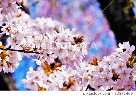 Sakura on a sunny spring day Sakura on a sunny spring day 83571409