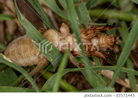 Adult Mole Cricket 83571443