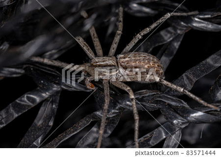 Adult Male Running Crab Spider Adult Male Running Crab Spider 83571444