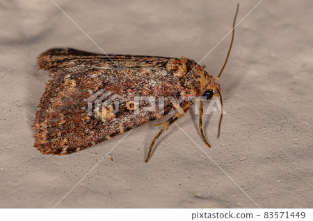 Adult Cutworm Moth 83571449
