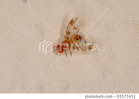 Adult Fruit Fly 83571451
