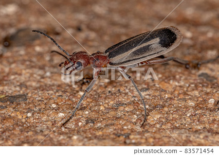 Burning Blister Beetle 83571454