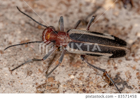 Burning Blister Beetle 83571458