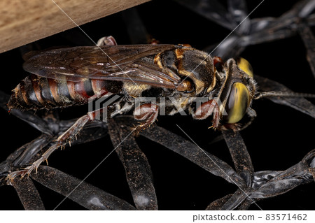 Adult Sand-Loving Wasp 83571462