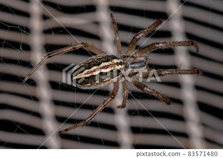 Adult Male Grass Neoscona Spider 83571480