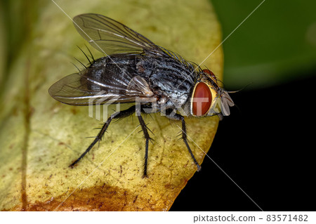Adult Bristle Fly 83571482