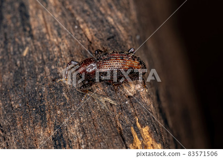 Adult True Weevil 83571506