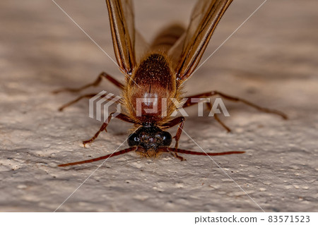 Adult Male Winged Ant Adult Male Winged Ant 83571523