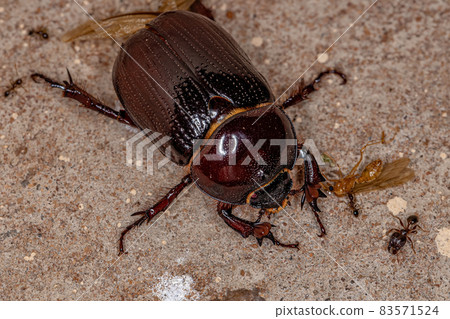 Adult Female Rhinoceros Beetle Adult Female Rhinoceros Beetle 83571524