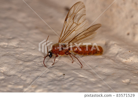 Adult Male Winged Ant Adult Male Winged Ant 83571529
