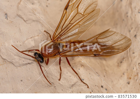 Adult Male Winged Ant Adult Male Winged Ant 83571530