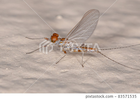 Adult Male Prong-gilled Mayfly Adult Male Prong-gilled Mayfly 83571535