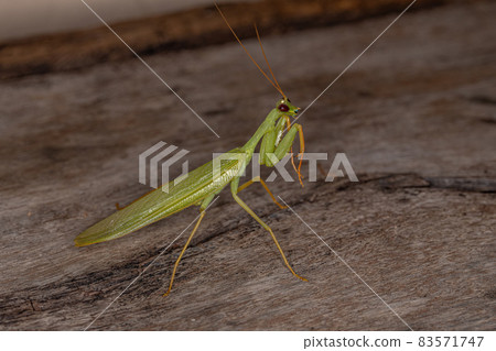 Adult Green Photinaid Mantis Adult Green Photinaid Mantis 83571747