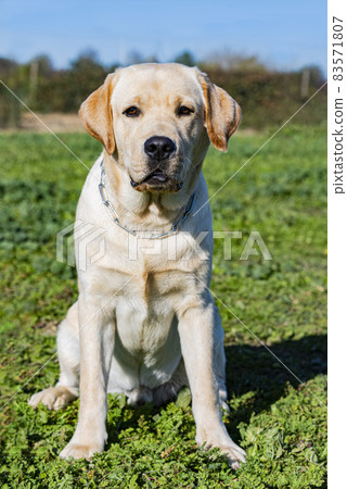 labrador retriever in nature labrador retriever in nature 83571807