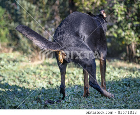 french shepherd in nature 83571818