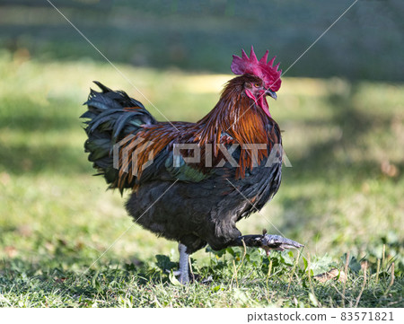 chicken in garden chicken in garden 83571821