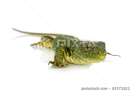 Western green lizard Western green lizard 83571822