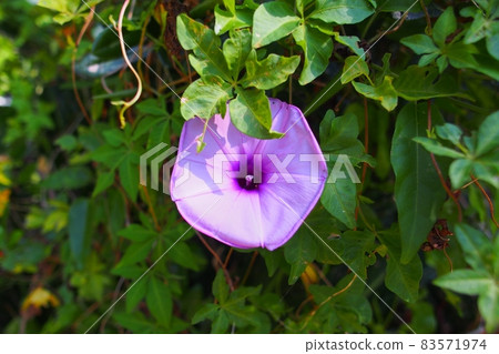 Ryukyusa Asakao Ryukyusa Asakao 83571974