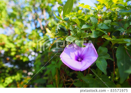 Ryukyusa Asakao Ryukyusa Asakao 83571975