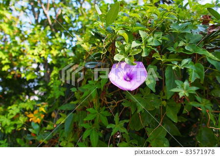 Ryukyusa Asakao 83571978