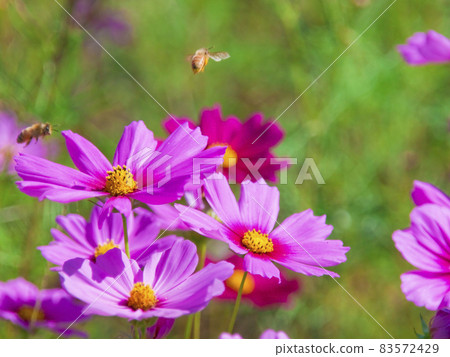 秋風中搖曳的波斯菊與蜜蜂 83572429