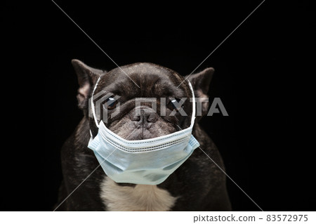 image of dog dark background image of dog dark background 83572975