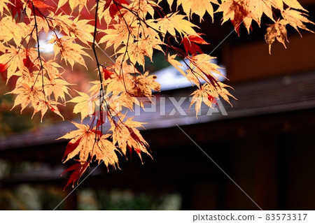秋葉風光(公園早晨) 秋葉風光(公園早晨) 83573317