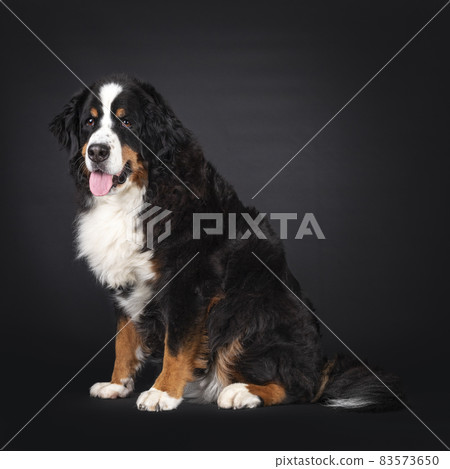 Berner Sennen dog on black background Berner Sennen dog on black background 83573650