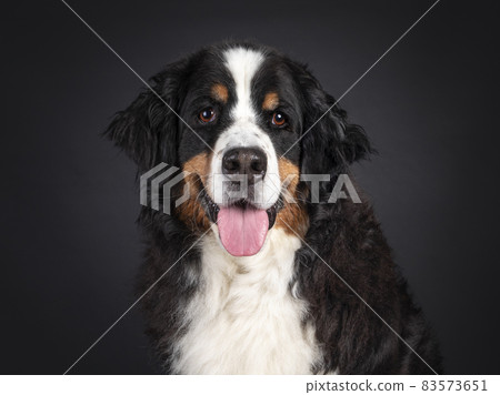 Berner Sennen dog on black background 83573651
