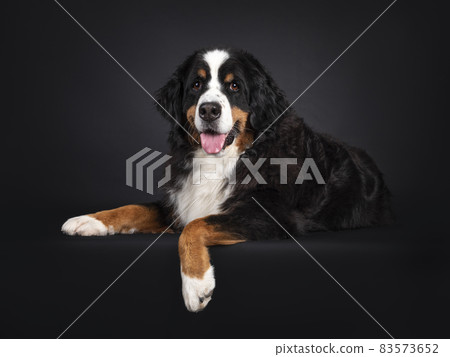 Berner Sennen dog on black background Berner Sennen dog on black background 83573652