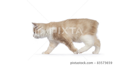 Manx cat kitten on white background 83573659