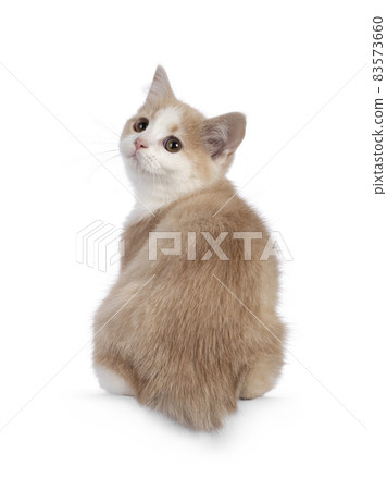 Manx cat kitten on white background Manx cat kitten on white background 83573660