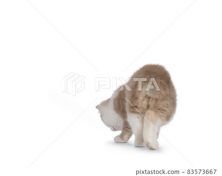 Manx cat kitten on white background Manx cat kitten on white background 83573667