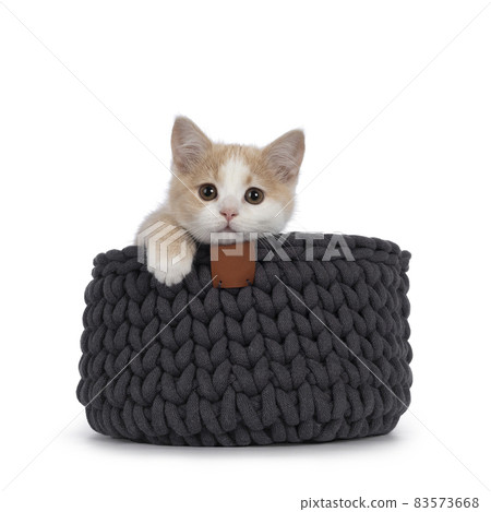 Manx cat kitten on white background 83573668